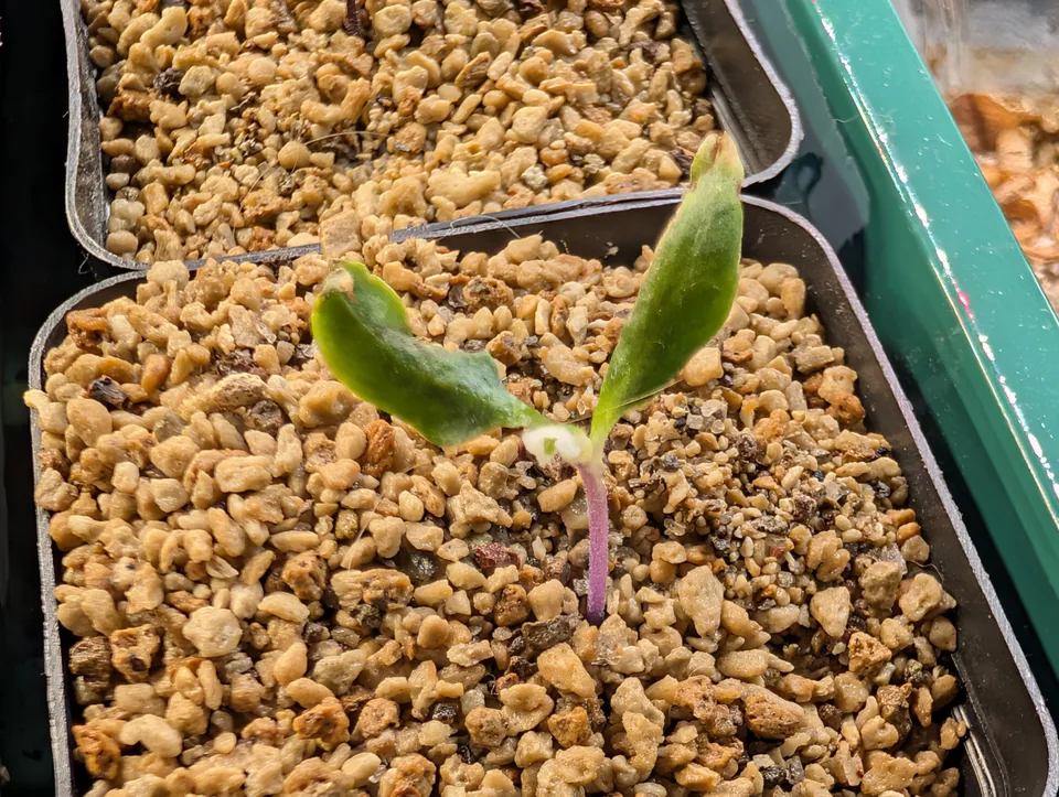 White Mattapeno plant on 24 Apr 2026