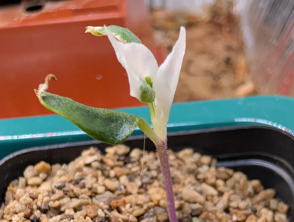 White Mattapeno plant on 27 Apr 2026