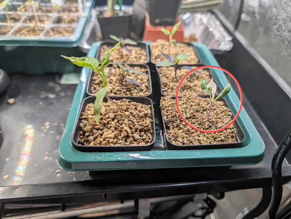 White Mattapeno plant on 27 Apr 2026, identified by a red circle