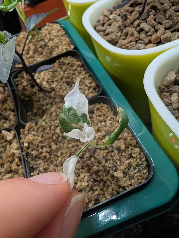 White Mattapeno plant on 3 May 2026