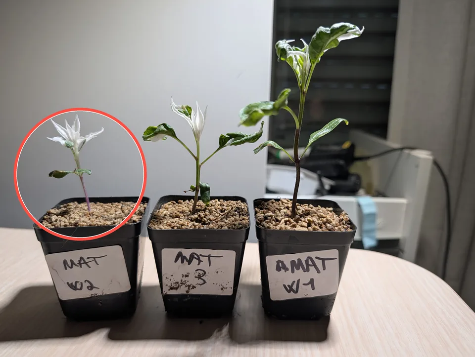 White Mattapeno plant on 7 May 2026, identified by a red circle