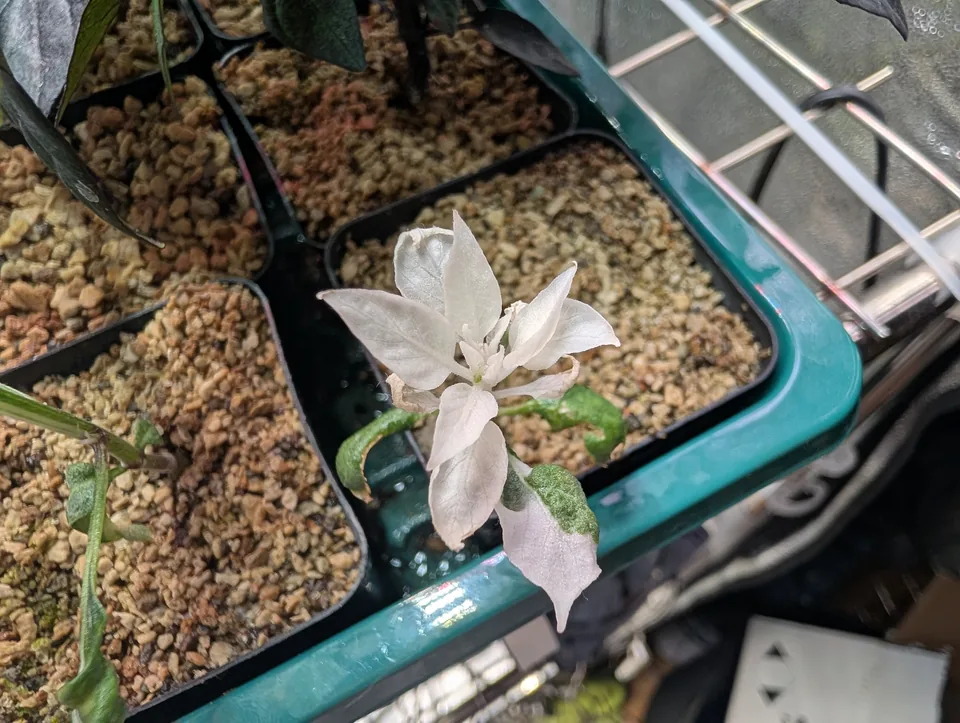 White Mattapeno plant on 15 May 2026