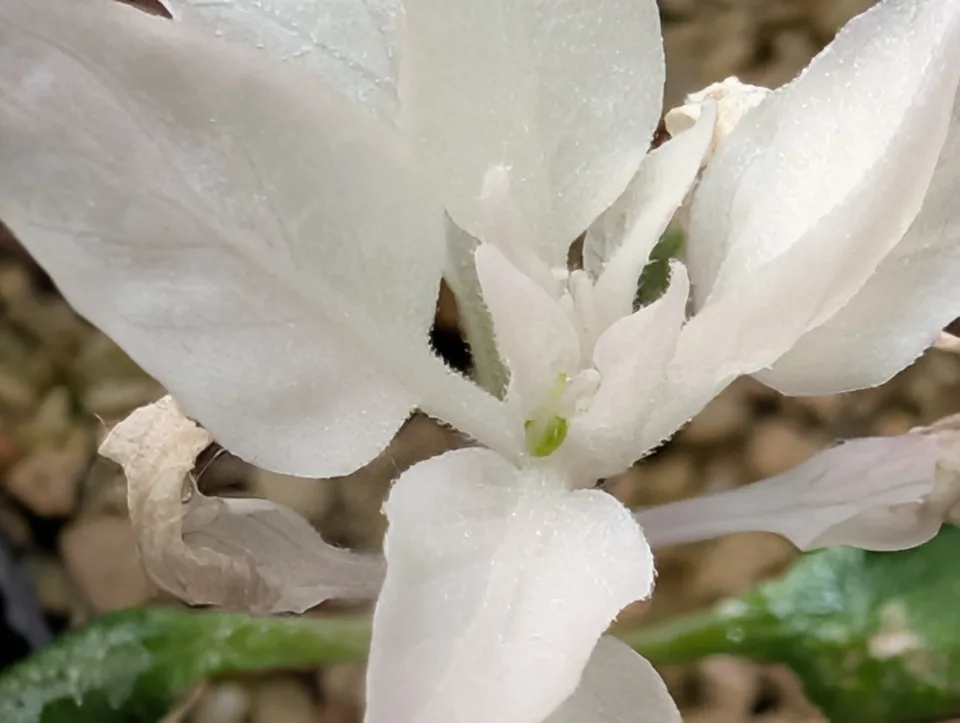 White Mattapeno plant on 15 May 2026