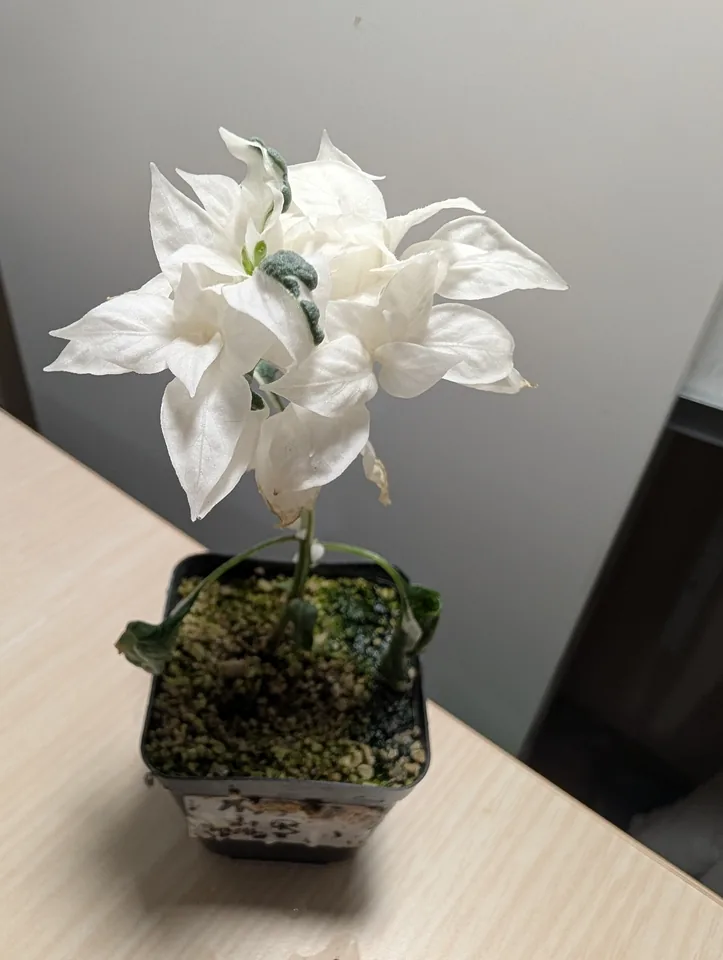 White Mattapeno plant on 7 Jun 2026
