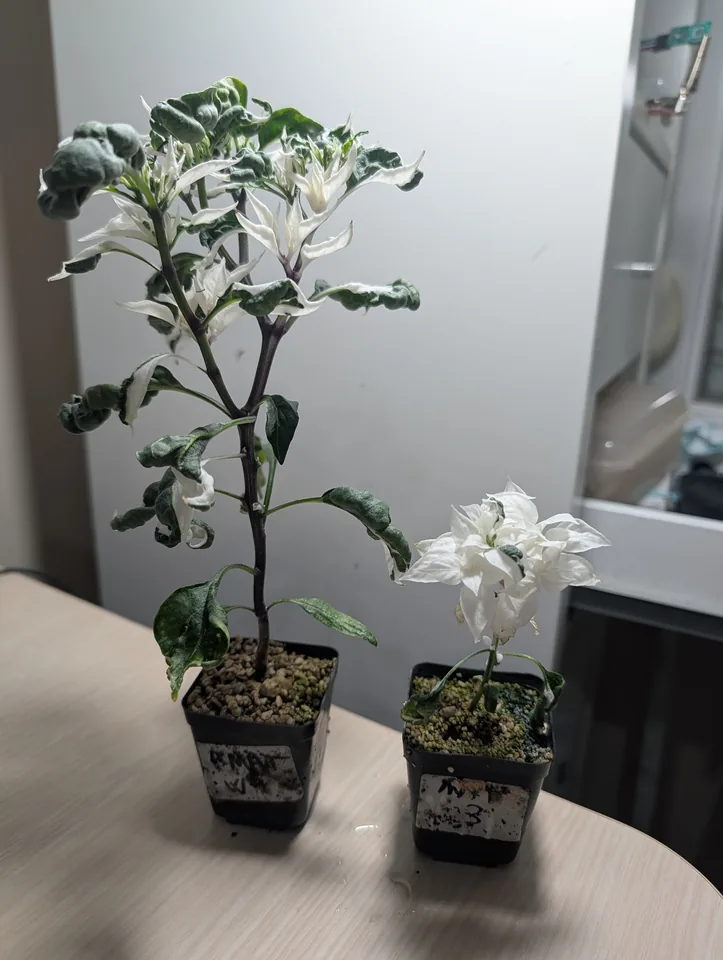 White Mattapeno plant on 7 Jun 2026