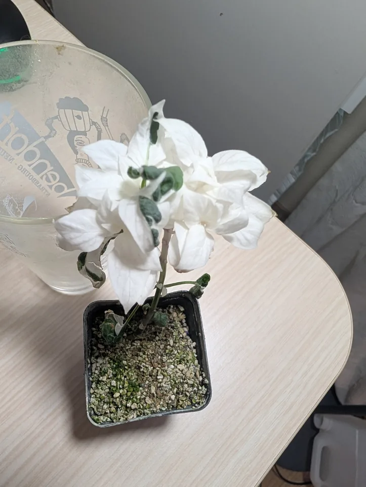 White Mattapeno plant on 15 Jun 2026