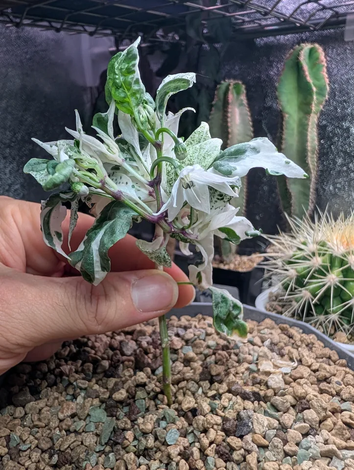 White Mattapeno plant on 29 Jul 2026