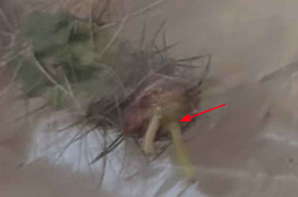 Pasted image 20260503013740.png